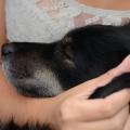 https://be.holidog.com/ImagesPetSitters/C39DFEBA-BC76-4CDE-AD70-378999DB17C1_square_120.jpg Le-bien-être,-ma-priorité.-12686-1