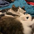 https://be.holidog.com/ImagesPetSitters/C4948A38-8731-48C8-9DF0-0879B6235CFE_square_120.jpg Le-paradis-des-animaux--52726-2