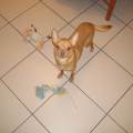https://be.holidog.com/ImagesPetSitters/C5DE7678-6B73-4C4D-B989-C8A21561EB50_square_120.jpg canal-dog-&-cat-373725-2