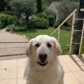 https://be.holidog.com/ImagesPetSitters/C6A98F14-4470-40E2-A35D-E5E72158F4CB_square_120.jpg all-you-need-is-dog-519437-1