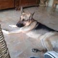 https://be.holidog.com/ImagesPetSitters/C74D2EB1-B9F4-480F-9B6B-278BB889C9ED_square_120.jpg 16827-2