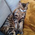 https://be.holidog.com/ImagesPetSitters/C74FFDBE-F1C4-4651-84BD-98024CAC77F3_square_120.jpg L'amie-des-animaux-95458-2