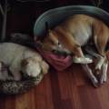 https://be.holidog.com/ImagesPetSitters/C781DC5E-2FA9-443E-98F8-2CEF44BB5D77_square_120.jpg Pet-Paradise--497789-3