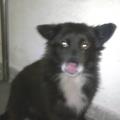 https://be.holidog.com/ImagesPetSitters/C83F4A04-075D-4528-91E5-4D80D1D84E74_square_120.jpg Amo-tutti-gli-animali!-14342-1