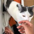 Le-paradis-des-chats-:)-58095-1