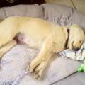 https://be.holidog.com/ImagesPetSitters/CA5AA9E7-30D5-4BC7-89A0-0365D7D20ED9_square_120.jpg Le-10E-des-chiens-415380-1