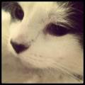 https://be.holidog.com/ImagesPetSitters/CB14B83E-3FB9-4AFC-8918-1D7CA866D21C_square_120.jpg L'amoureuse-des-chats-20328-2