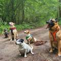 https://be.holidog.com/ImagesPetSitters/CB79B715-5F2D-4F71-8660-3084498AEA8E_square_120.jpg 102610-2