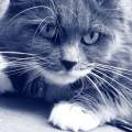 https://be.holidog.com/ImagesPetSitters/CB7A2538-F16B-4B52-9472-92414A6818D3_square_120.jpg L'amoureuse-des-chats-20328-0