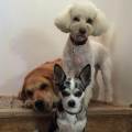 https://be.holidog.com/ImagesPetSitters/CC3F748F-5FB9-4D0A-88E4-F4280F06EA69_square_120.jpg Une-Famille-D’accueil-à-L’écoute--57379-0