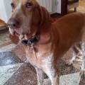 https://be.holidog.com/ImagesPetSitters/CC8D1D24-0CD6-493C-8697-03E1101FF94C_square_120.jpg Un-amico-a-due-zampe-132375-1
