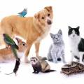 https://be.holidog.com/ImagesPetSitters/CCB04039-092B-4B38-BCB3-9E6367E3E8BF_square_120.jpg Animaux-&-Cie-14960-0