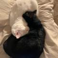https://be.holidog.com/ImagesPetSitters/CD0A8E6D-67CA-4040-AD50-BF92392DB2F4_square_120.jpg A-dream-for-your-pets!--159977-2