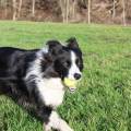 https://be.holidog.com/ImagesPetSitters/CD7A9CA7-0883-4BF8-9541-114F893B4580_square_120.jpg Chez-nous-27642-0