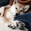https://be.holidog.com/ImagesPetSitters/CDC071BD-742A-4E3A-BF83-AE5075D456BA_square_120.jpg L'amie-des-bêtes-<3-44799-3