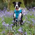 https://be.holidog.com/ImagesPetSitters/CE6E5B6B-3F18-443E-A601-1C3D6D3310B9_square_120.jpg 447400-3