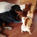 https://be.holidog.com/ImagesPetSitters/CE79A0CF-8AD1-4767-9D92-D2D026FF590E_square_120.jpg Piccolo-paradiso-bau/miao-152304-2
