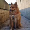 https://be.holidog.com/ImagesPetSitters/CEE782FA-8BAA-4588-841E-17E0C96E95C3_square_120.jpg Chez-Lucky-et-Morgane-!--332277-3