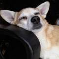 https://be.holidog.com/ImagesPetSitters/CEFA7A1E-A73A-4EBE-8292-B37DDD30A651_square_120.jpg Love&bau-123751-3
