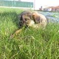 https://be.holidog.com/ImagesPetSitters/CF44D38A-C905-4121-B33C-896E018B5266_square_120.jpg Petsitter-Ă -Angers-136478-2