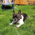 https://be.holidog.com/ImagesPetSitters/CFE2B601-F05C-4EA0-90CD-D9611D7CBBC6_square_120.jpg MARRAINE-DES-TOUTOUS--46208-1