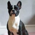https://be.holidog.com/ImagesPetSitters/CFFDF2B7-8D5B-43E9-BAA5-FE7C2ADE7436_square_120.jpg 156105-2