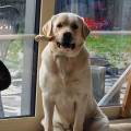 https://be.holidog.com/ImagesPetSitters/D05BF14E-FEF3-4417-A513-29936E19774D_square_120.jpg "Home-sweet-home!"-96329-0