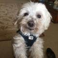 https://be.holidog.com/ImagesPetSitters/D1D3DA62-C988-43AE-8686-BE23C3623D2F_square_120.jpg Amoureuse-des-chiens-60686-2