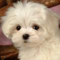 https://be.holidog.com/ImagesPetSitters/D21DFD69-6A65-4B9F-957A-D3C3FDF51020_square_120.jpg Un-posticino-Per-TUTTI-i-cani--13574-1