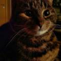 https://be.holidog.com/ImagesPetSitters/D265976C-614D-466F-9699-1B96D4BA9B4D_square_120.jpg Roberta-pet-sitter-da-oltre-10--137428-0