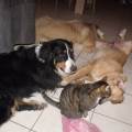https://be.holidog.com/ImagesPetSitters/D3B2E720-39CA-4505-A9E4-D2E99149EEE4_square_120.jpg Au-bonheur-des-patounes-317818-2