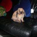 https://be.holidog.com/ImagesPetSitters/D40364FD-7849-4CED-9349-48FB3AB38725_square_120.jpg 20152-0