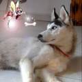 https://be.holidog.com/ImagesPetSitters/D43FA59D-487D-43BE-8452-A6F00394D9F9_square_120.jpg 100%confiance,-amour-et-expérience--267726-3