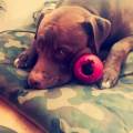 https://be.holidog.com/ImagesPetSitters/D4D9E8BC-B11B-4B0C-8C39-41734D4A0024_square_120.jpg Francine-Russo-34602-0
