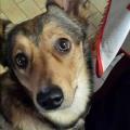https://be.holidog.com/ImagesPetSitters/D51753BF-5C9C-4EE4-BB4E-82C65A502C6D_square_120.jpg Amore-incondizionato-17308-0