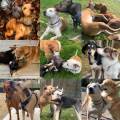 https://be.holidog.com/ImagesPetSitters/D5C00D29-008E-4F24-9D12-F54156A9FAB8_square_120.jpg 49843-1