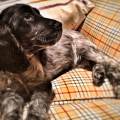 https://be.holidog.com/ImagesPetSitters/D5C592E8-84CF-4290-AD6B-C73CB26B5F55_square_120.jpg Amica-a-due-zampe-4695-2