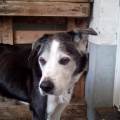 https://be.holidog.com/ImagesPetSitters/D5EC0EE2-6535-4854-A0B2-C3BDEFF19E59_square_120.jpg Le-paradis-des-chiens-50955-1