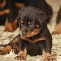 https://be.holidog.com/ImagesPetSitters/D608FBEF-C00B-4A88-842C-C3CD85A58F9B_square_120.jpg Doglover-120210-0