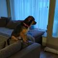 https://be.holidog.com/ImagesPetSitters/D67AA05C-8345-4000-B067-EE739F57FD80_square_120.jpg Ange-des-animaux--51836-3