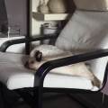 https://be.holidog.com/ImagesPetSitters/D82A0B25-BF61-4F06-892D-B5587AD36FBA_square_120.jpg Paradis-des-chiens-35086-1