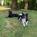 https://be.holidog.com/ImagesPetSitters/D880EBA3-15F2-462F-8806-ACBB772DA1C0_square_120.jpg Clément-95620-2