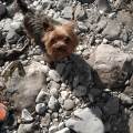 https://be.holidog.com/ImagesPetSitters/D8840DA4-A34A-4D00-87C9-4CB32ADC2075_square_120.jpg Dogsitter,-taxi-dog,-dogwalking--144975-2