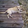 https://be.holidog.com/ImagesPetSitters/D8FBD7B1-4AEE-4A76-A510-C4B6092FFBAE_square_120.jpg Le-10E-des-chiens-415380-0