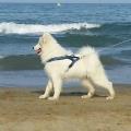 https://be.holidog.com/ImagesPetSitters/D9A901B8-13F3-4F12-853B-D84AA1F12A5C_square_120.jpg Les-chiens,-ma-passion-105458-2