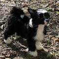 https://be.holidog.com/ImagesPetSitters/DB4FC0A9-43A7-4EF5-8E42-0C65F3AF8EC4_square_120.jpg Bonheur-des-animaux-1493-2