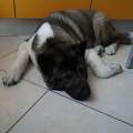 https://be.holidog.com/ImagesPetSitters/DC062972-7AB2-4AFD-83B4-AFCDB6361134_square_120.jpg paradiso-per-cani-88334-2