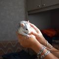 https://be.holidog.com/ImagesPetSitters/DC113902-B583-4908-8F13-EEE66A075921_square_120.jpg J'aime-tous-les-animaux-!-35022-1