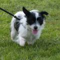 https://be.holidog.com/ImagesPetSitters/DC44E388-B00E-40ED-BBA1-CCDA1FA7731F_square_120.jpg 9021-1
