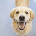 https://be.holidog.com/ImagesPetSitters/DC5F7761-FE0C-479C-B827-75B198509807_square_120.jpg Pet-sitting-durant-l'été-41650-0